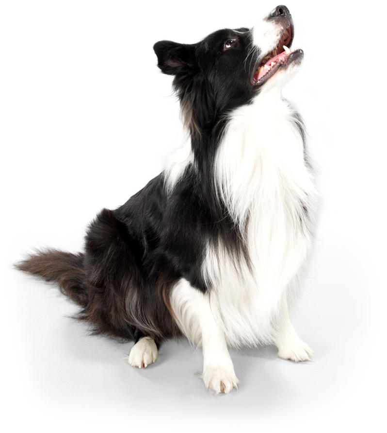 Black and White Dog Cutout